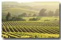 Read About Our Corporate Wine Trails and Business Outtings